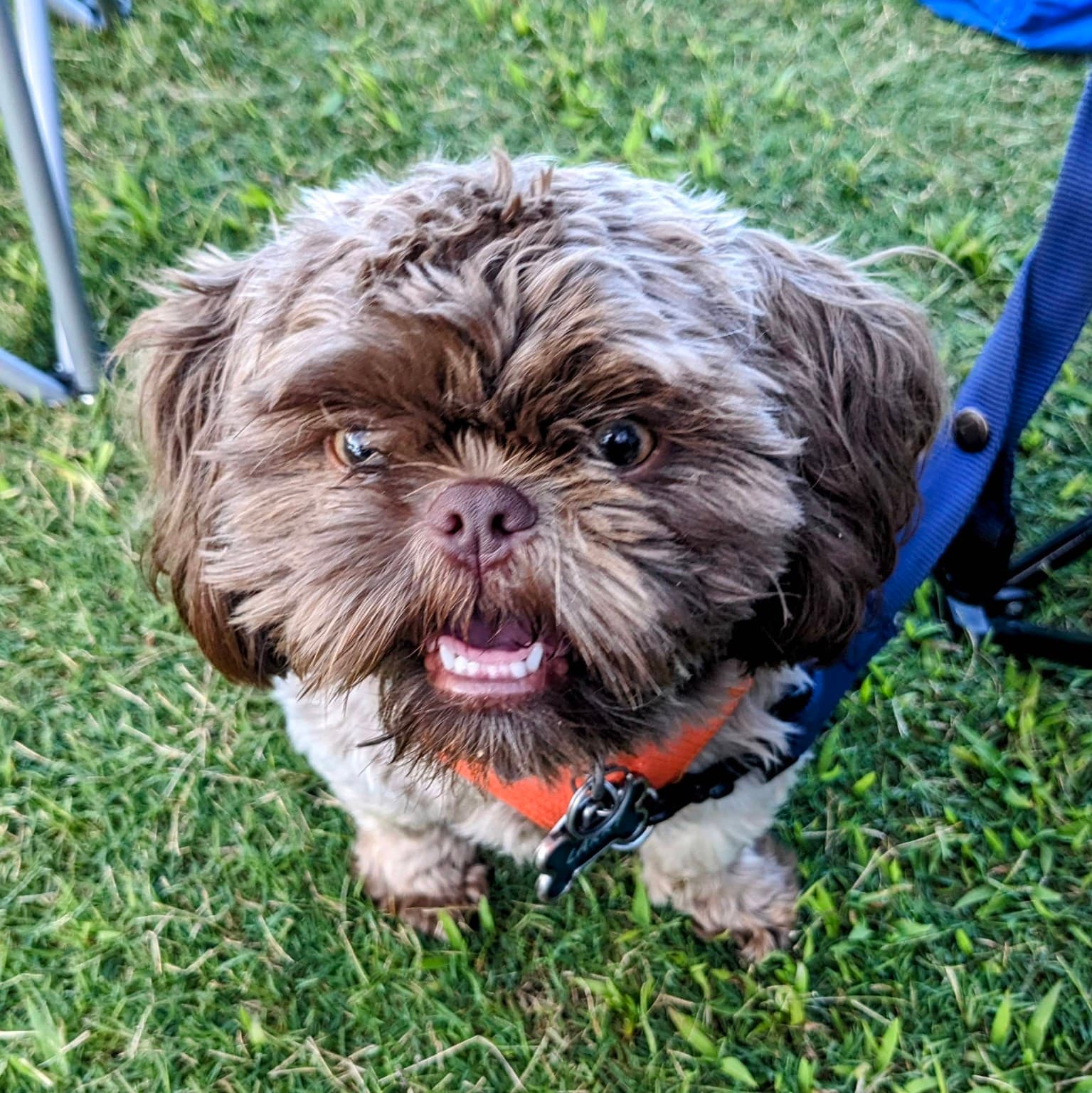 Small dog engaging with a person during positive training
